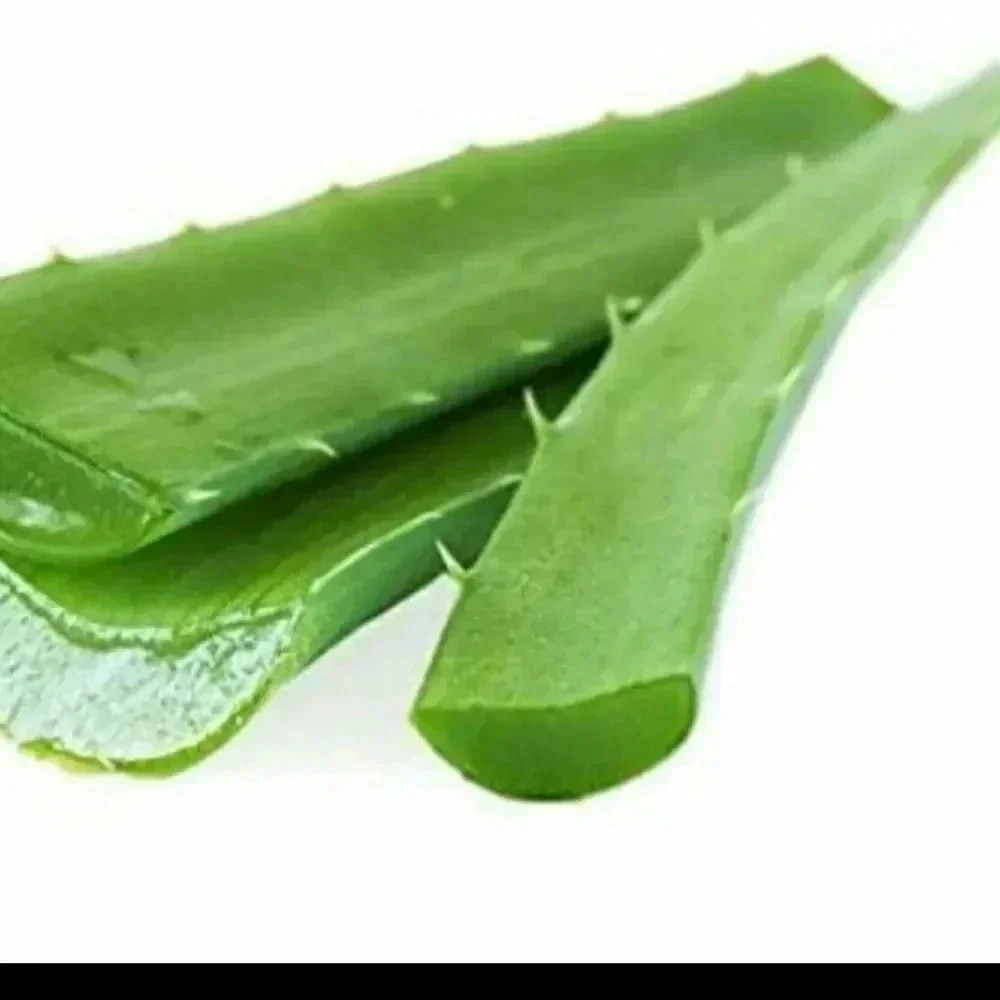 Aloe Vera Fresh Organic Hand Picked Leaf 3.5 lbs